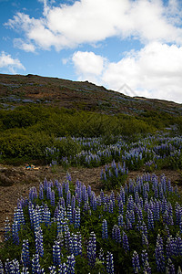 冰岛鲜花 闪亮多彩的生动主题地毯草地荒野叶子晴天蓝色花瓣土地种子牧场图片