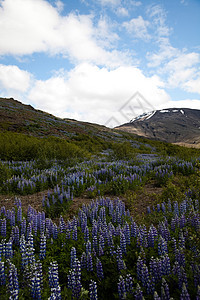 冰岛鲜花 闪亮多彩的生动主题野花蓝色植物生长森林地毯牧场天堂美丽农村图片