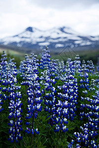 冰岛鲜花 闪亮多彩的生动主题叶子草原地毯国家土地天堂牧场野花环境蓝色图片