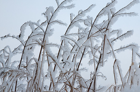 灌木丛的雪树枝图片