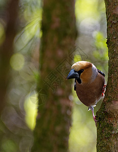 Hawfinch 男性在树上 垂直图片