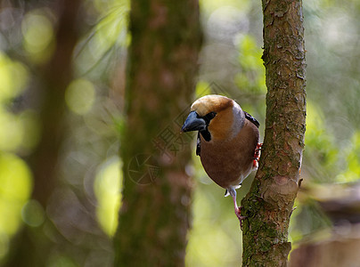 Hawfinch 男性在树上 横向图片