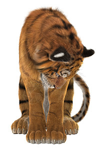 老虎毛皮食肉哺乳动物动物白色橙子捕食者危险丛林条纹图片