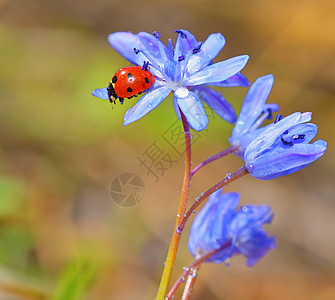 春时紫花上的Ladybug图片