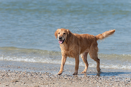 黄金再开采 Am Strand海洋猎犬狼疮儿子暴发户图片