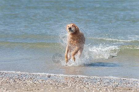 黄金在瓦塞勒狼疮暴发户海洋儿子猎犬图片