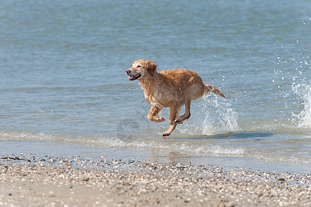 黄金在瓦塞勒儿子猎犬暴发户海洋狼疮图片