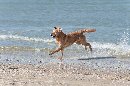 黄金在瓦塞勒暴发户狼疮猎犬儿子海洋图片