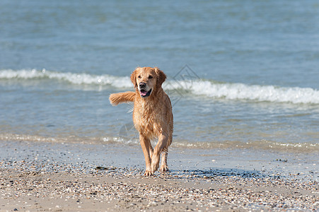 黄金再开采 Am Strand儿子暴发户海洋狼疮猎犬图片