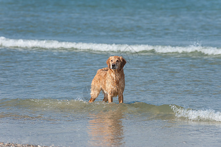 黄金在瓦塞勒狼疮暴发户儿子海洋猎犬图片