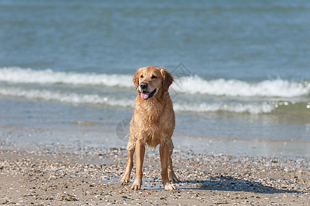 黄金再开采 Am Strand猎犬狼疮海洋儿子暴发户图片