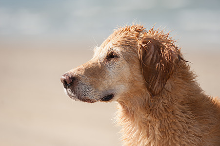 黄金重新开采肖像狼疮儿子海洋暴发户猎犬图片