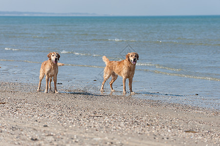 黄金再开采 Am Strand海洋暴发户儿子狼疮猎犬图片