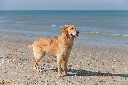 黄金再开采 Am Strand暴发户儿子猎犬狼疮海洋图片