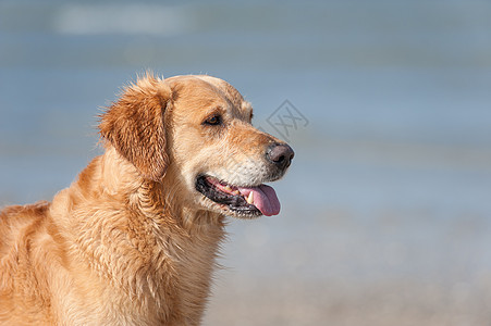 黄金重新开采肖像狼疮暴发户儿子猎犬海洋图片