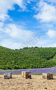 靠近熔化场的蜂巢养蜂人盒子蜂房晴天农业蜂窝殖民地食物场地薰衣草图片