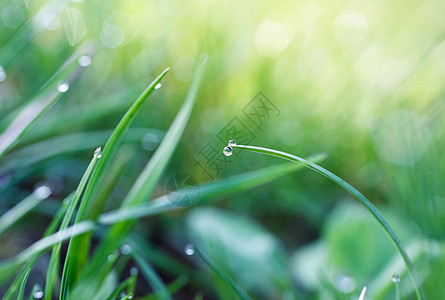 草地上的水滴宏观场地树叶叶子生长植物绿色花园植物群环境图片