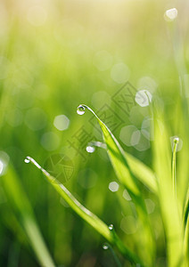 绿草和露露滴植物绿色宏观花园场地雨滴生长植物群树叶草地图片