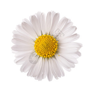 白花花花瓣黄色礼物季节活力植物宏观雏菊背景图片