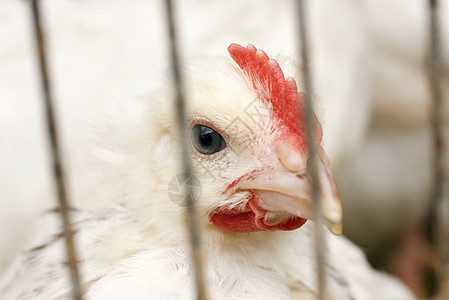 白鸡乡村红色食物女性宠物国家棕色母鸡家畜羽毛图片
