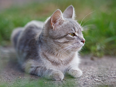 灰猫猫咪耳朵小猫鼻子毛皮眼睛红色宠物虎斑爪子图片
