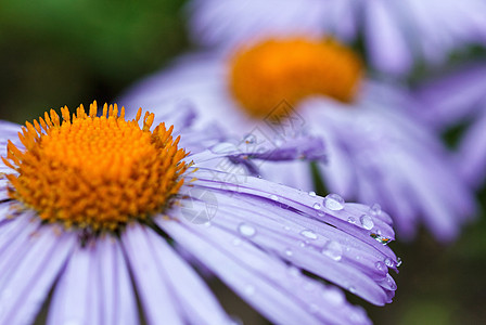 紫菊花和雨滴图片