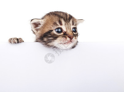 白色手杖后面的小猫招牌宠物条纹动物猫科切割木板工作室标签棕色图片