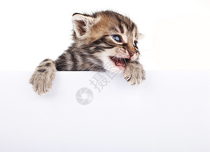 白色手杖后面的小猫猫科动物工作室标签切割招牌木板条纹猫咪棕色图片