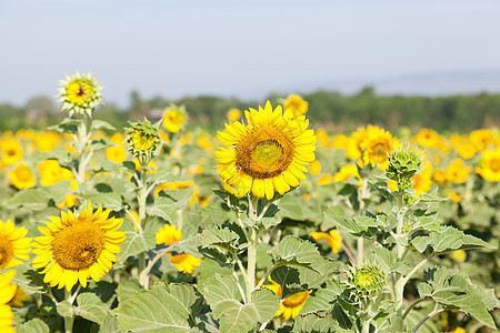 田中的向日葵季节叶子农场植物生长场地种植园文化种子场景图片