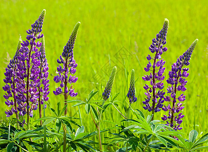 Lupin 花朵 Lupinus花坛花园蓝色植物学植物群花序螺纹天蓝色叶子场地图片