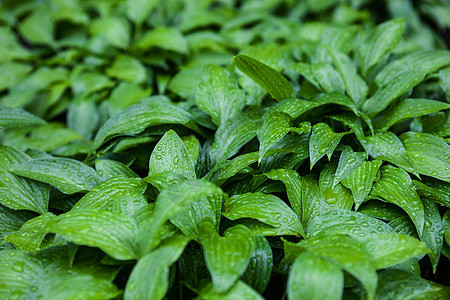 充满雨滴的Hosta绿树叶植被植物花园叶子芭蕉植物群树叶水滴液体草地图片