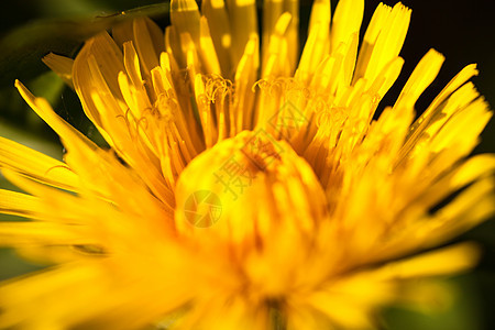 盛开的黄色蒲公英花的特写花期植被花瓣杂草场地草地荒野花坛投标草药图片