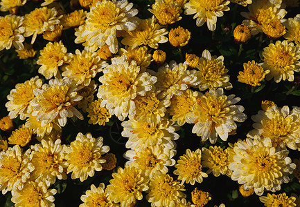 晶菊花黄色宏观花束花朵婚礼雏菊植物学植物生日花园图片