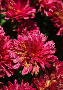 晶菊花婚礼花朵宏观植物学雏菊植物花园粉色花束生日图片