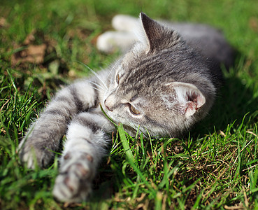 小猫咪灰色哺乳动物草地晴天动物毛皮小猫花园公园绿色图片