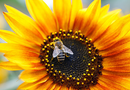 与蜜蜂向向日葵花瓣橙子农业宏观蜂蜜花粉工蜂黄色太阳棕色图片