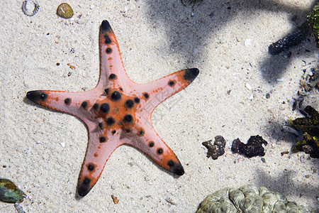 亚星鱼星星海洋野生动物珊瑚海星科学动物学海岸海滩宏观图片