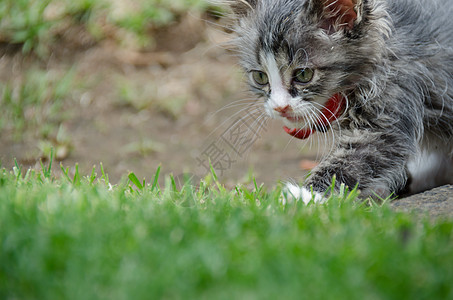 准备跳跃生物动物眼睛猫咪乐趣条纹猫眼毛皮家畜耳朵图片