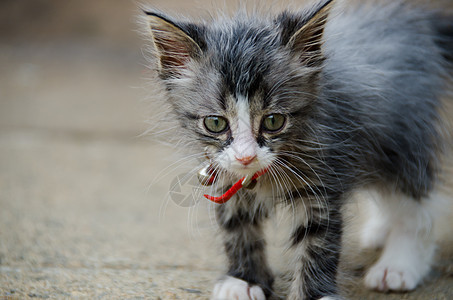 活跃的步行小猫图片