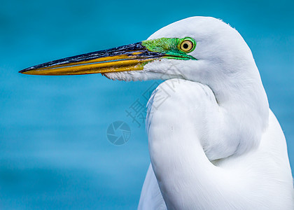 Egret 电子格雷特动物假期公园湿地眼睛翅膀生态动物学白色海洋图片