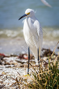 Egret 电子格雷特海滩眼睛热带白色脊椎动物鸟类湿地假期羽毛环境图片