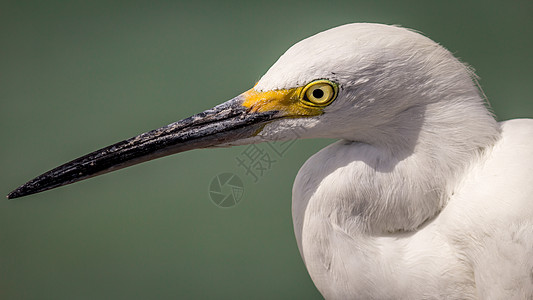 Egret 电子格雷特眼睛翅膀羽毛热带假期生态黄色野生动物环境白色图片