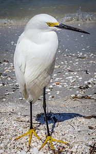 Egret 电子格雷特野生动物黄色脊椎动物环境热带羽毛湿地海洋动物生态图片