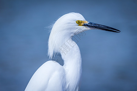 Egret 电子格雷特羽毛热带湿地黄色生态海滩鸟类白色海洋环境图片