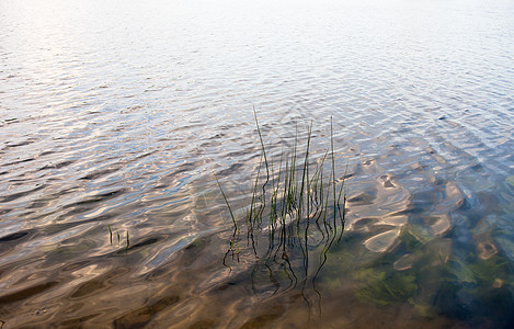 水面表面 有可见的水厂和长茎支撑池塘藻类水草植物银行盆地反射水生植物芦苇图片