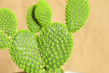 电陶仙人掌宏观异国热带美丽房子花盆情调植物学装饰植物图片