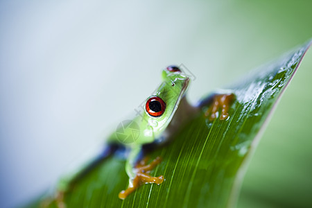 红眼树青蛙在多彩背景的叶子上红色热带树蛙绿色野生动物丛林宠物好奇心宏观两栖图片