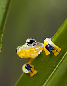 丛林中的飞青蛙 背景多姿多彩蹼状热带绿色两栖野生动物宠物捕食者橙子动物群动物图片