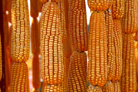 干燥的甜黄色玉米棒子金子食物种子蔬菜农业黄色农场营养植物图片