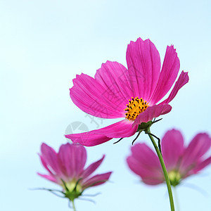 粉粉宇宙花朵场地粉色紫色植物群农村绿色花园植物荒野图片